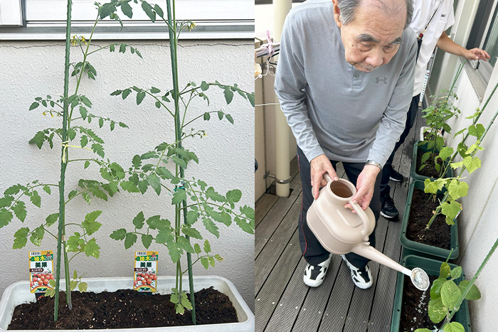 水やり(生活レク)とトマト苗物